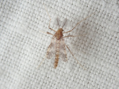 Psectrotanypus varius