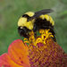 Golden Northern Bumble Bee - Photo (c) Bryan Tompkins, some rights reserved (CC BY-NC), uploaded by Bryan Tompkins