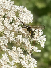 Ceropales maculata