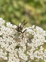 Ceropales maculata