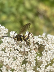 Ceropales maculata