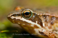 Iberian Frog photo 1