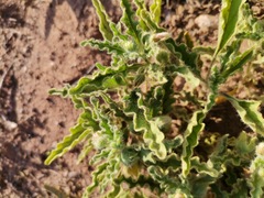 Chamaesaracha crenata