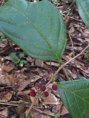 Piparea multiflora