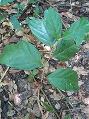 Piparea multiflora