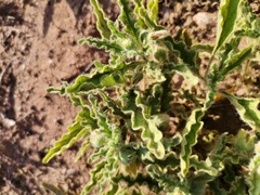 Chamaesaracha crenata