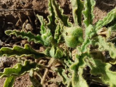 Chamaesaracha crenata