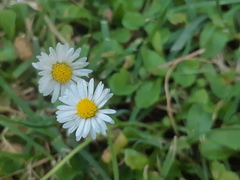 Bellis perennis