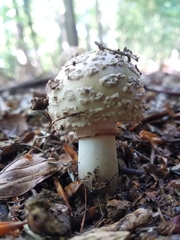 Amanita rubescens