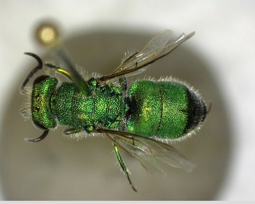 iNaturalist observation photo of Chrysura