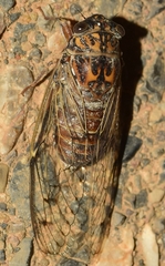 Cicada barbara