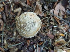Amanita rubescens
