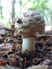 Amanita rubescens