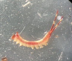 Furcula scolopendrina