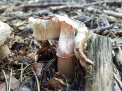 Amanita rubescens