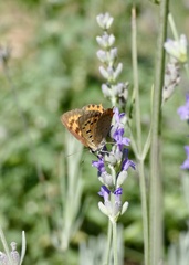 Lycaena phlaeas