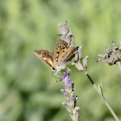 Lycaena phlaeas