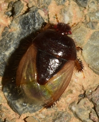 Byrsinus albipennis