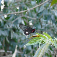 Parides anchises nephalion