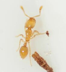 Solenopsis abdita