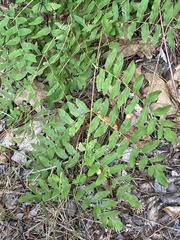 Osmunda spectabilis