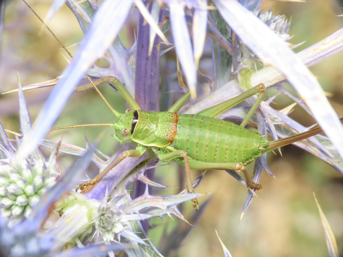 Abruzzo Saddle Bush-cricket