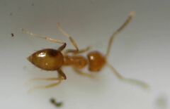 Brachymyrmex minutus