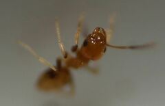 Brachymyrmex minutus