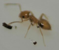 Brachymyrmex minutus