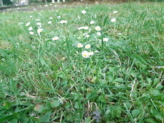 Bellis perennis