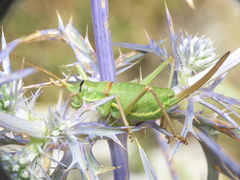 Ephippiger zelleri melisi