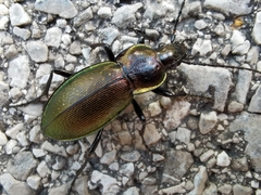 Morphocarabus