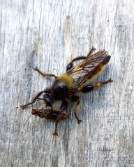 Laphria flava