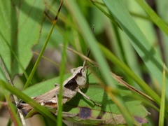 Chloealtis conspersa