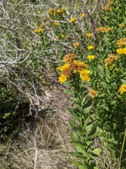 Pentanema spiraeifolium