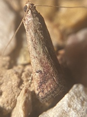 Metallostichodes nigrocyanella