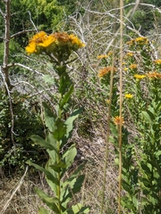 Pentanema spiraeifolium