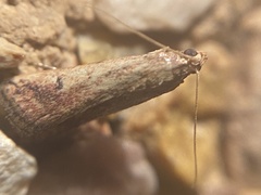 Metallostichodes nigrocyanella