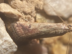 Metallostichodes nigrocyanella