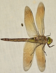 Anax parthenope