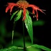 Scarlet Beebalm - Photo (c) Michael J. Papay, some rights reserved (CC BY), uploaded by Michael J. Papay