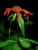Scarlet Beebalm - Photo (c) Michael J. Papay, some rights reserved (CC BY), uploaded by Michael J. Papay