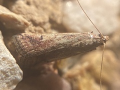 Metallostichodes nigrocyanella