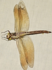 Anax parthenope