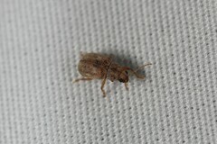 Demotina modesta