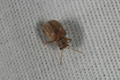 Demotina modesta