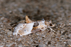 Neodavisia melusina