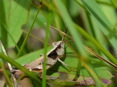 Chloealtis conspersa