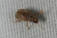 Demotina modesta
