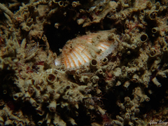 Aequipecten opercularis